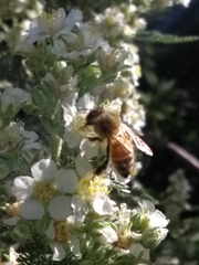 Apis mellifera
