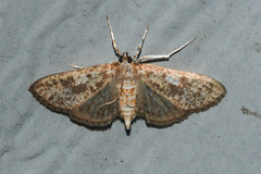 Palpita freemanalis