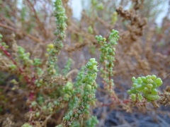 Suaeda aegyptiaca