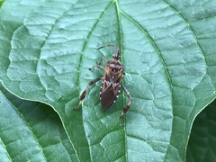 Leptoglossus occidentalis