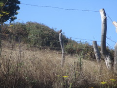 Falco tinnunculus canariensis