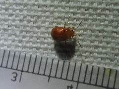 Pseudorthygia nigritarsis