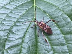 Leptoglossus occidentalis