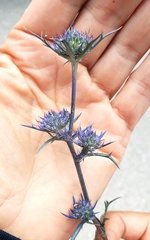 Eryngium dilatatum