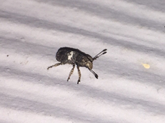 Toxonotus cornutus