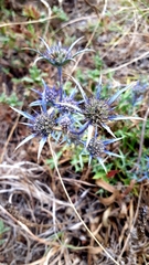 Eryngium dilatatum