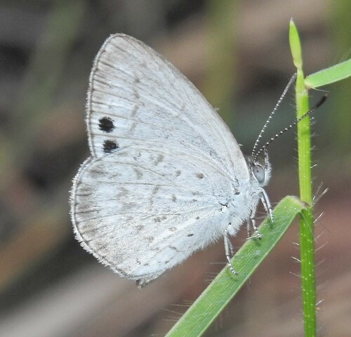 Candalides erinus