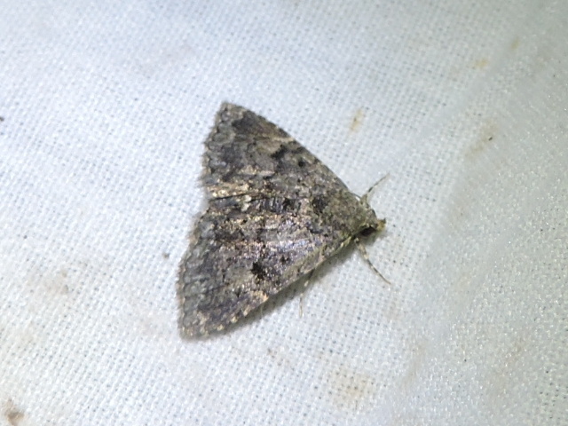 Metalectra miserulata