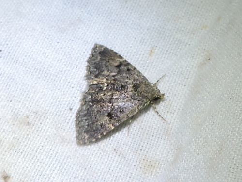 Metalectra miserulata