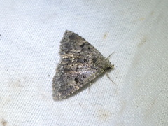 Metalectra miserulata