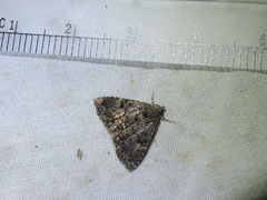 Metalectra miserulata