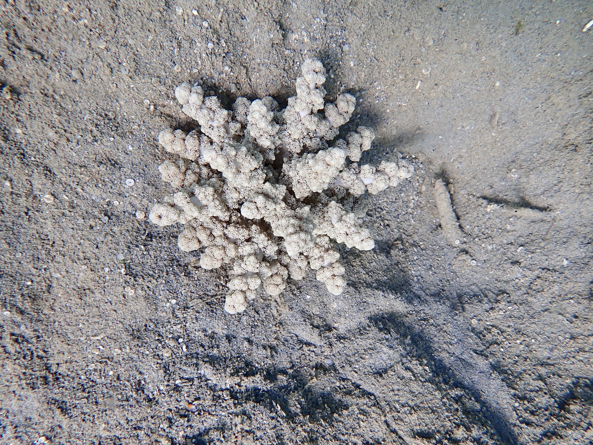 Actinodendron arboreum (Quoy & Gaimard, 1833)