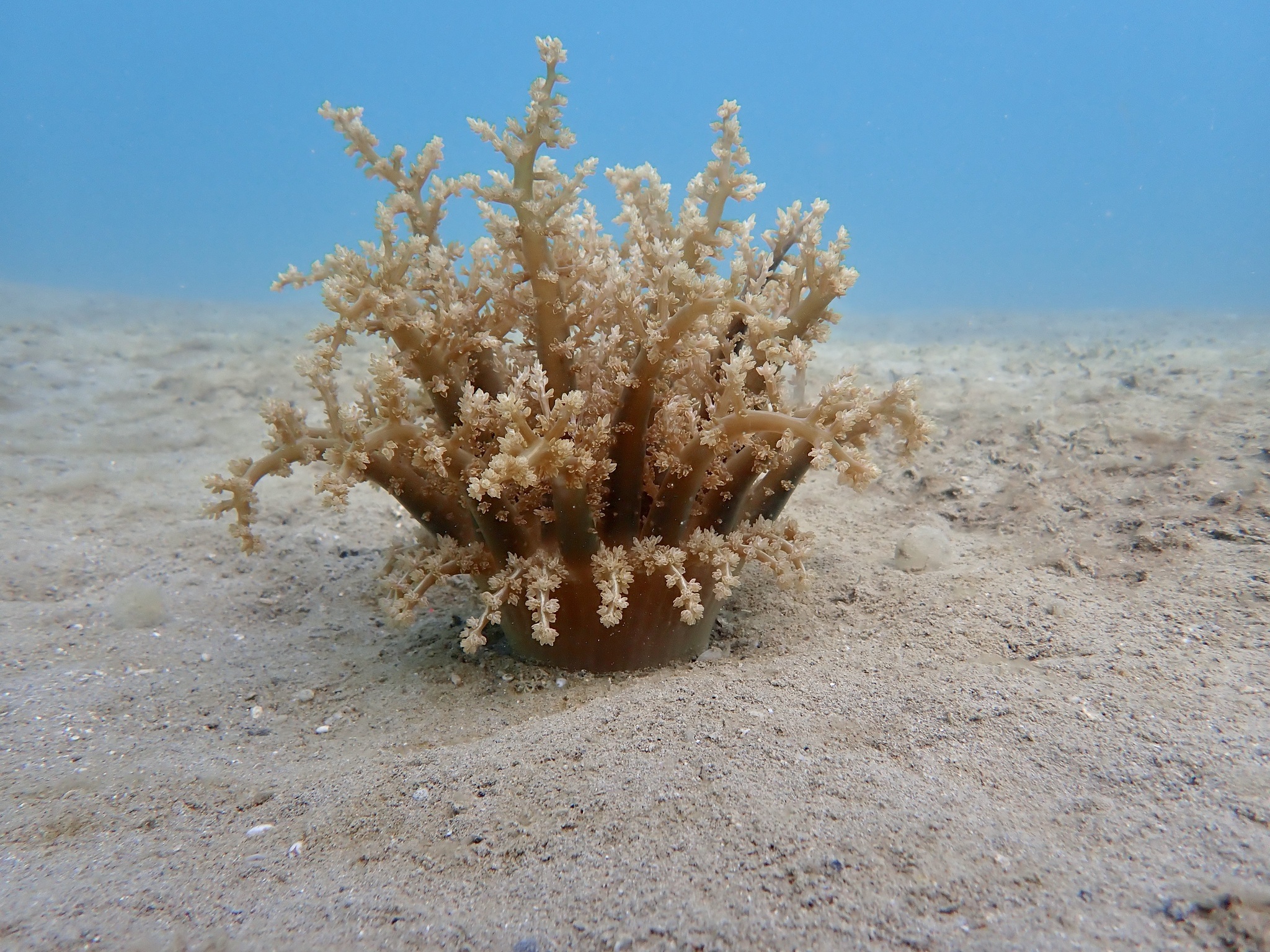 Actinodendron arboreum (Quoy & Gaimard, 1833)