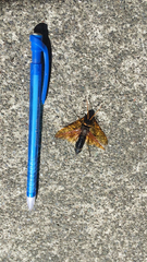 Urocerus californicus