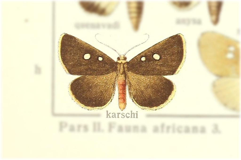 Calesia karschi