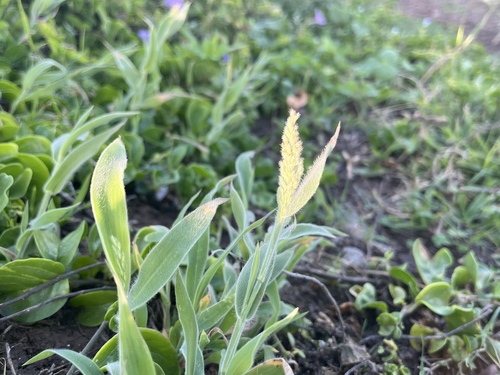 Panicum torridum observed 2025-02-24