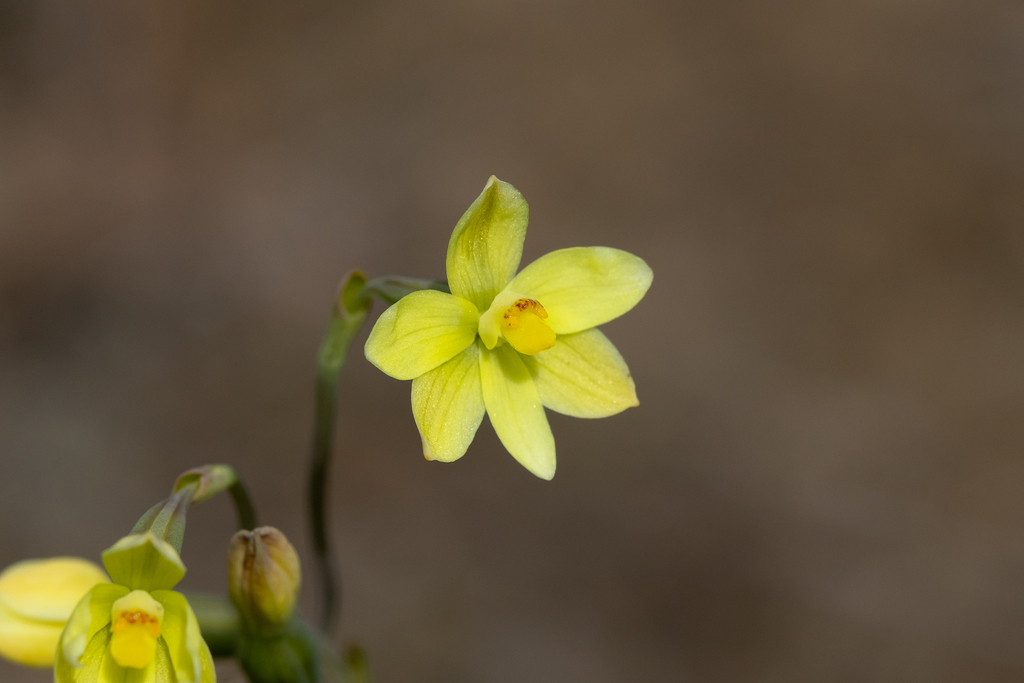 Thelymitra flexuosa