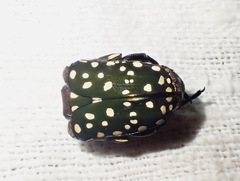 Protaetia niveoguttata