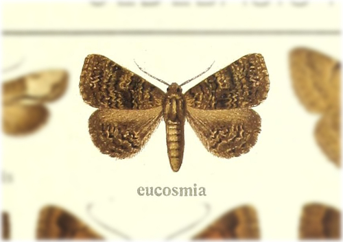 Taveta eucosmia