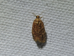 Choristoneura houstonana