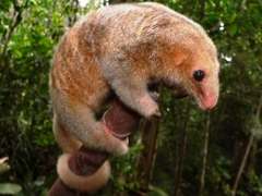 Cyclopes