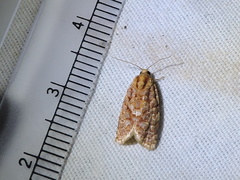 Choristoneura houstonana