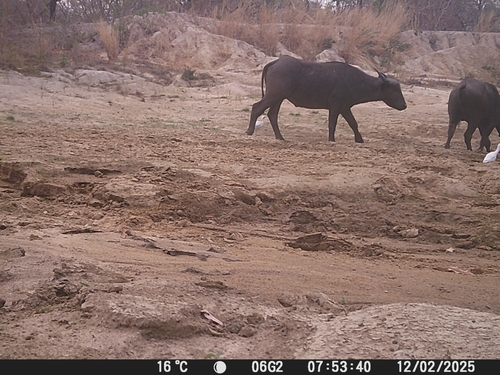 Sudanese Buffalo