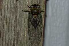 Diceroprocta vitripennis