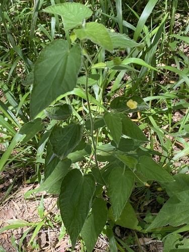 Abutilon oxycarpum (Abutilon oxycarpum)
