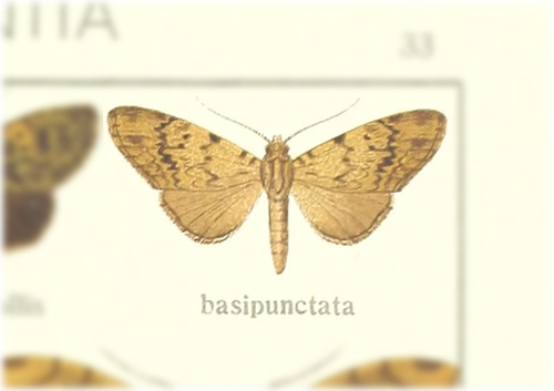 Eudrapa basipunctum