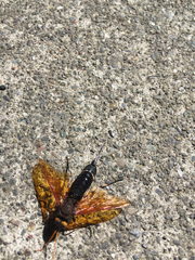 Urocerus californicus