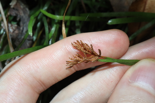 Image of Grass Fern (Schizaea rupestris) by (c) Thomas Mesaglio, some rights reserved (CC BY)