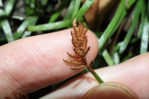 Image of Grass Fern (Schizaea rupestris) by (c) Thomas Mesaglio, some rights reserved (CC BY)
