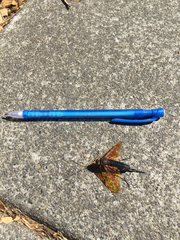 Urocerus californicus