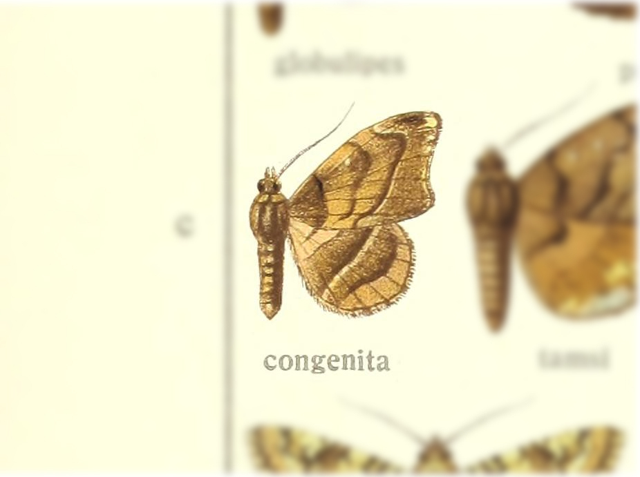 Taviodes congenita