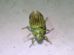 Chrysina gloriosa