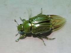 Chrysina gloriosa