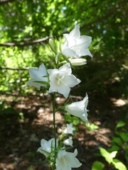 Campanula persicifolia