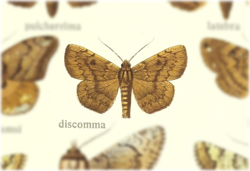 Taviodes discomma