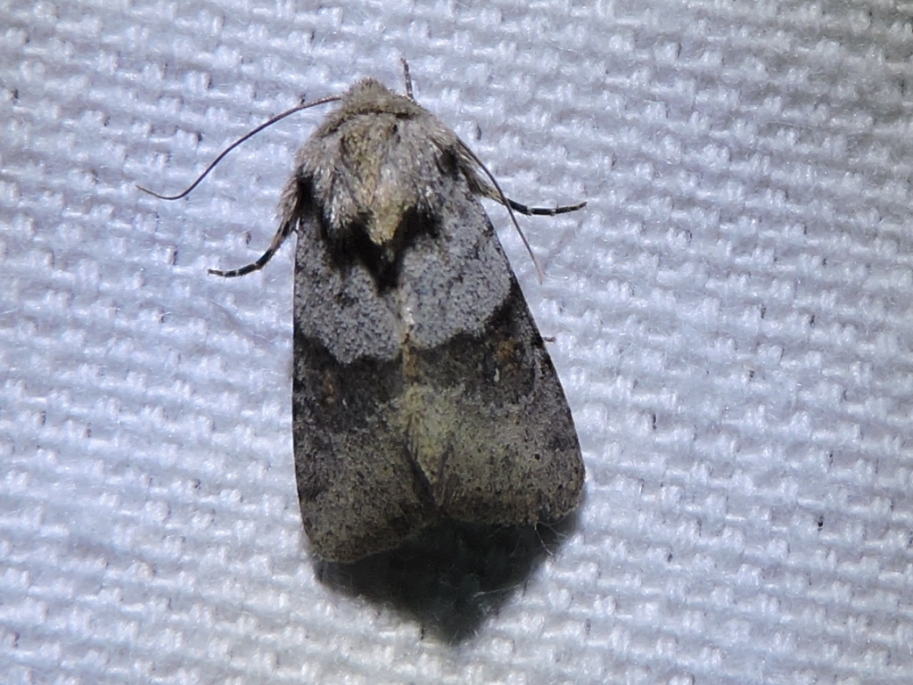 Ulolonche dilecta