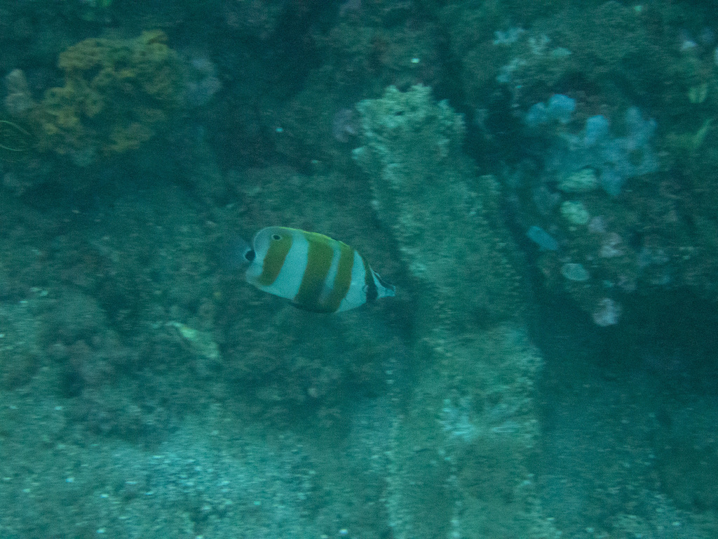 Golden-girdled Coralfish