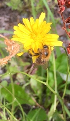 Bombus