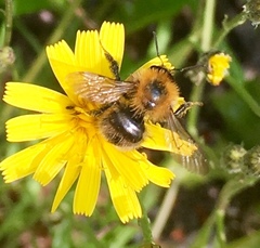 Bombus
