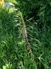 Leonurus glaucescens