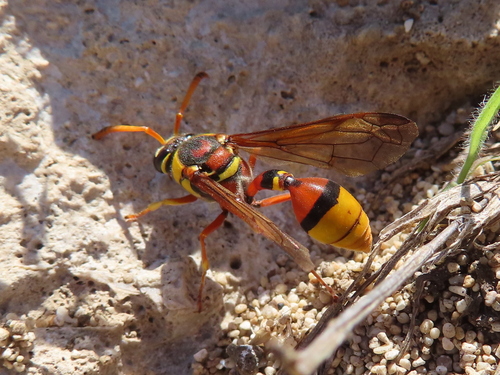 Okinawa Mud Wasp photo 6