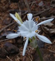 Pancratium triflorum
