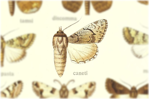 Bamra cazeti