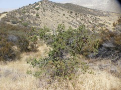 Quercus john-tuckeri