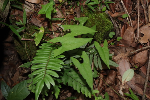 Image of Calystegia marginata by (c) Thomas Mesaglio, some rights reserved (CC BY)