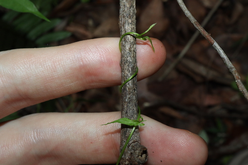 Image of Calystegia marginata by (c) Thomas Mesaglio, some rights reserved (CC BY)